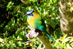 Monteverde und Santa Elena: Tour zur Vogelbeobachtung im Nebelwald