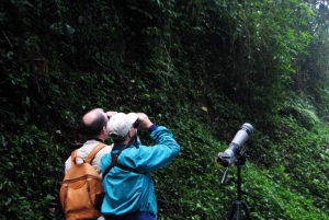 Monteverde et Santa Elena: visite d'observation des oiseaux de la forêt nuageuse