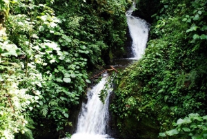 Monteverde e Santa Elena: excursão de observação de pássaros na floresta nublada