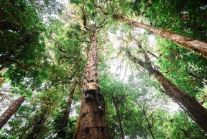 Monteverde: Arboreal Challenge Course - 5 in 1 Adventure -