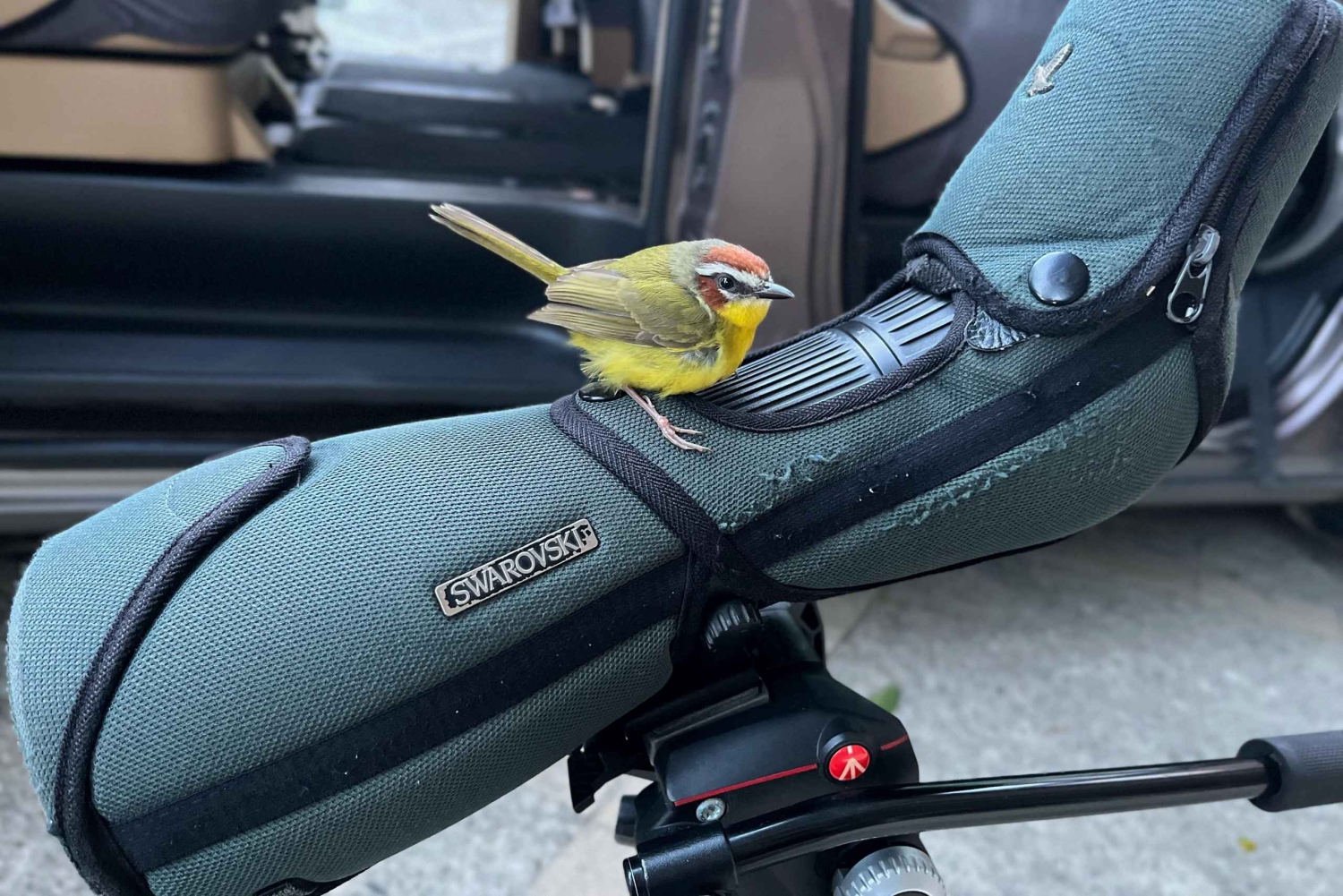 Monteverde: Halvdagsutflykt med fågelskådning