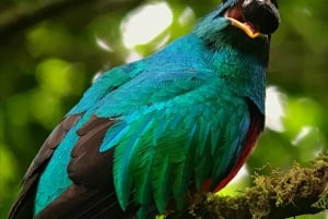 Monteverde: Birdwatching Half-Day Tour