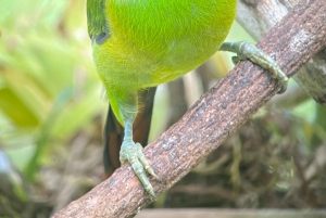 Monteverde: Birdwatching Half-Day Tour