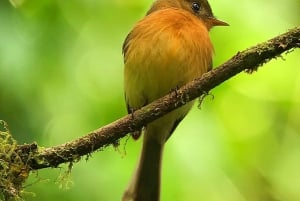 Monteverde: Birdwatching Half-Day Tour