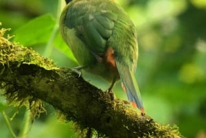 Monteverde: Birdwatching Half-Day Tour