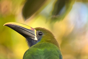 Monteverde: Halvdagsutflykt med fågelskådning