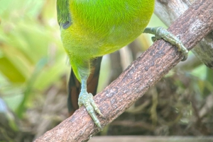 Monteverde: Halvdagsutflykt med fågelskådning