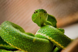 Monteverde: Zip Lines, Bridges, Butterflies, Sloths and more