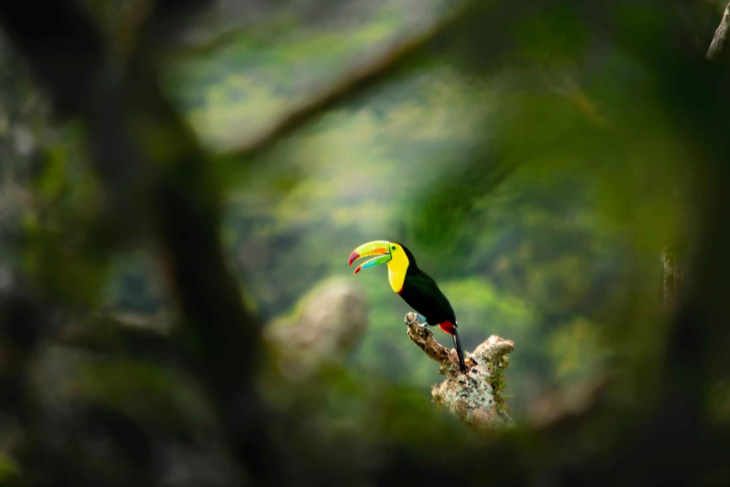 Monteverde nevelwoud: Curicancha Reservaat Natuur Tour