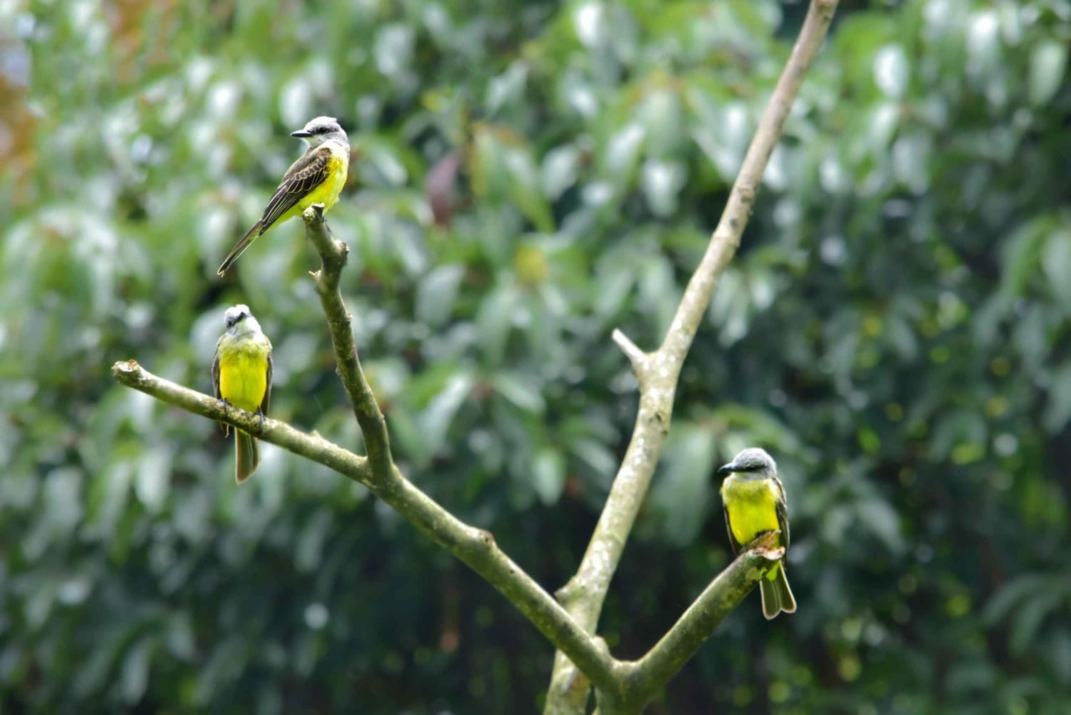 Monteverde nevelwoud: Curicancha Reservaat Natuur Tour
