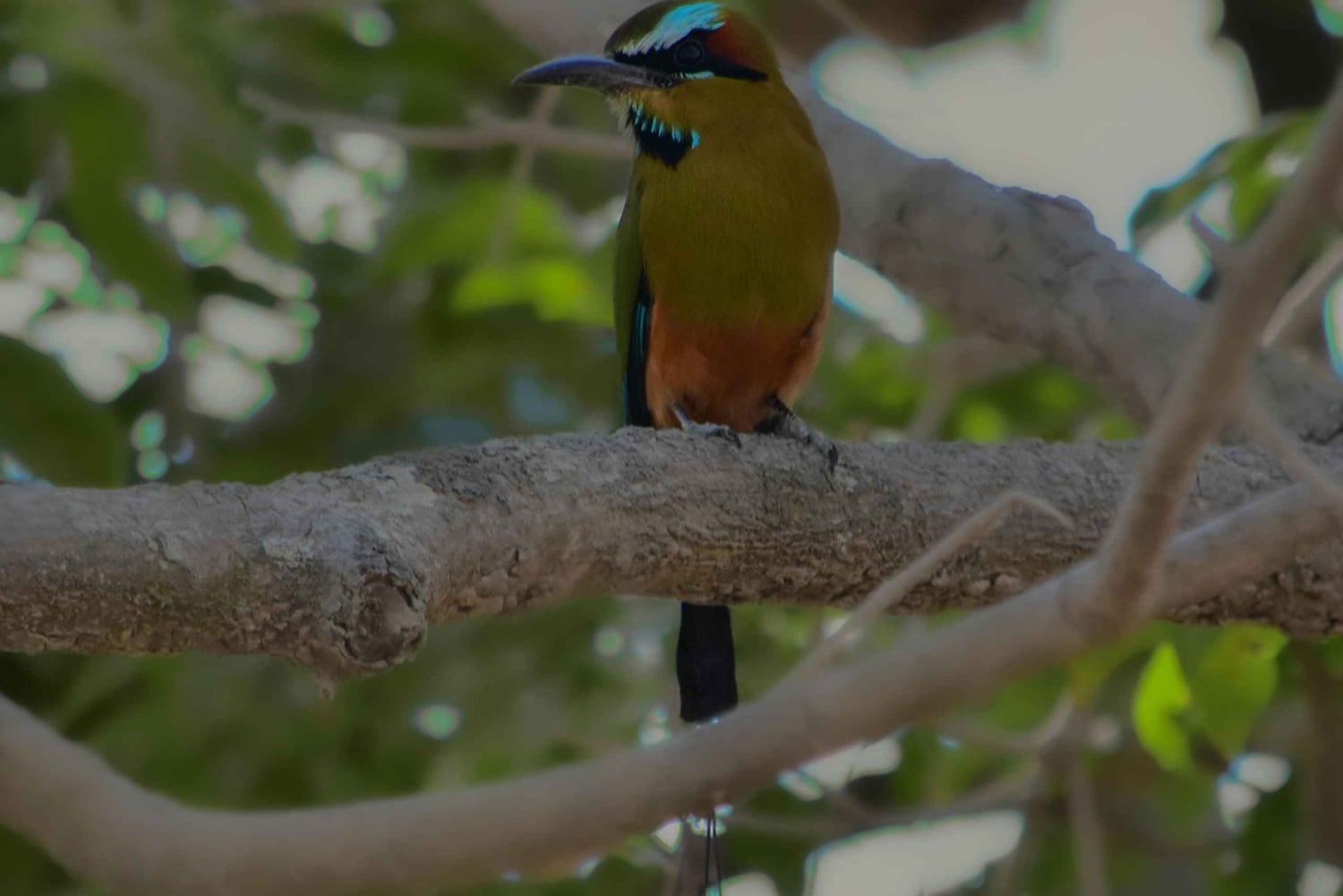 Monteverde nevelwoud: Curicancha Reservaat Natuur Tour