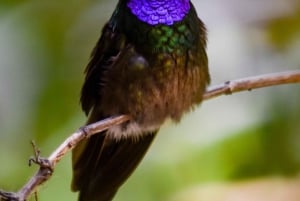 Monteverde nevelwoud: Curicancha Reservaat Natuur Tour