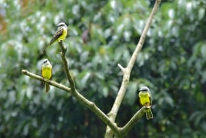 Monteverde nevelwoud: Curicancha Reservaat Natuur Tour