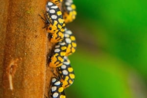 Monteverde nevelwoud: Curicancha Reservaat Natuur Tour