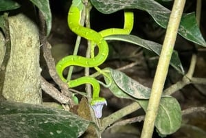 Monteverde: Cloud Forest Guided Walk