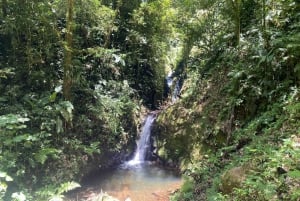 Monteverde: Cloud Forest Guided Walk