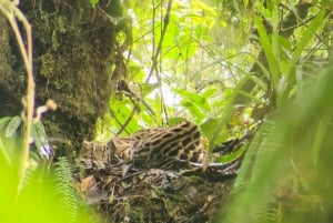 Monteverde: Cloud Forest Guided Walk