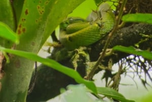 Monteverde: Cloud Forest Guided Walk