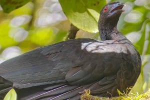 Monteverde: Cloud Forest Guided Walk