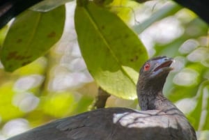 Monteverde: Cloud Forest Guided Walk