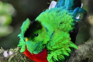 Monteverde : Visite guidée de la forêt nuageuse
