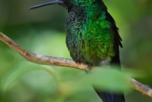 Monteverde : Visite guidée de la forêt nuageuse