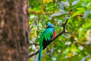 Monteverde : Visite guidée de la forêt nuageuse