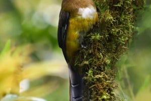Monteverde : Visite guidée de la forêt nuageuse