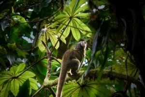 Monteverde : Visite guidée de la forêt nuageuse