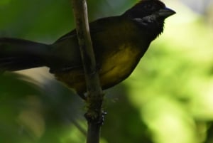 Monteverde : Visite guidée de la forêt nuageuse