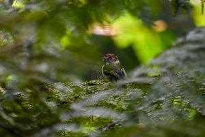 Monteverde : Visite guidée de la forêt nuageuse