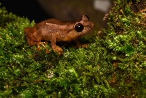 Monteverde : Visite guidée de la forêt nuageuse