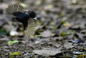 Monteverde : Visite guidée de la forêt nuageuse