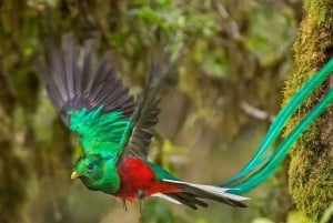 Monteverde: Pilvimetsän opastettu kierros hotellin nouto