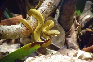 Monteverde: Guidad tur i molnskogen med upphämtning från hotell