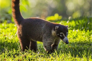 Monteverde: Guidad tur i molnskogen med upphämtning från hotell