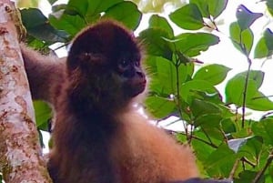 Monteverde: Guidad tur i molnskogen med upphämtning från hotell