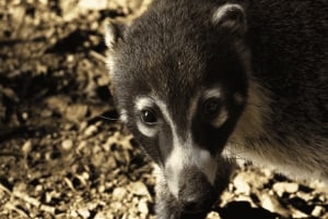 Monteverde: Cloud Forest Guided Tour