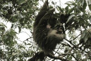 Monteverde: Cloud Forest Guided Tour