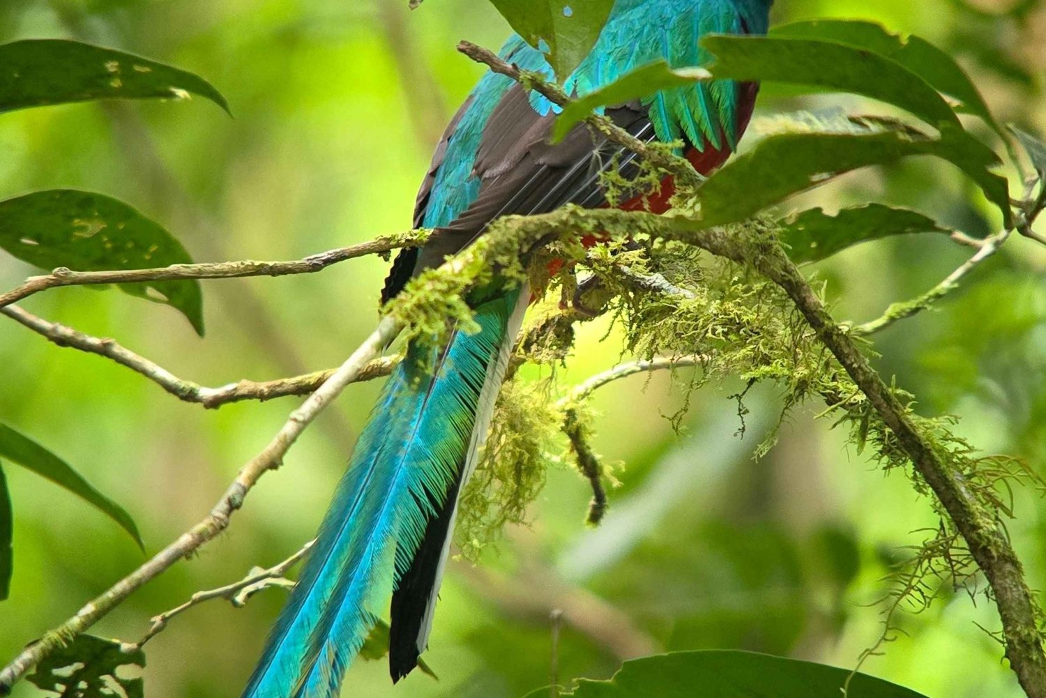 Monteverde: wandeling met gids door het nevelwoud