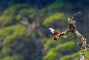 Monteverde: Opastettu kävelyretki pilvimetsässä