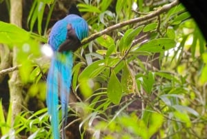 Monteverde: Opastettu kävelyretki pilvimetsässä