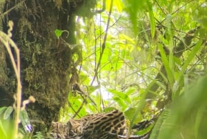 Monteverde: Opastettu kävelyretki pilvimetsässä