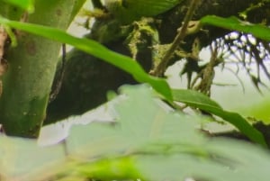 Monteverde: Opastettu kävelyretki pilvimetsässä