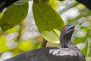 Monteverde: Geführter Spaziergang durch den Nebelwald