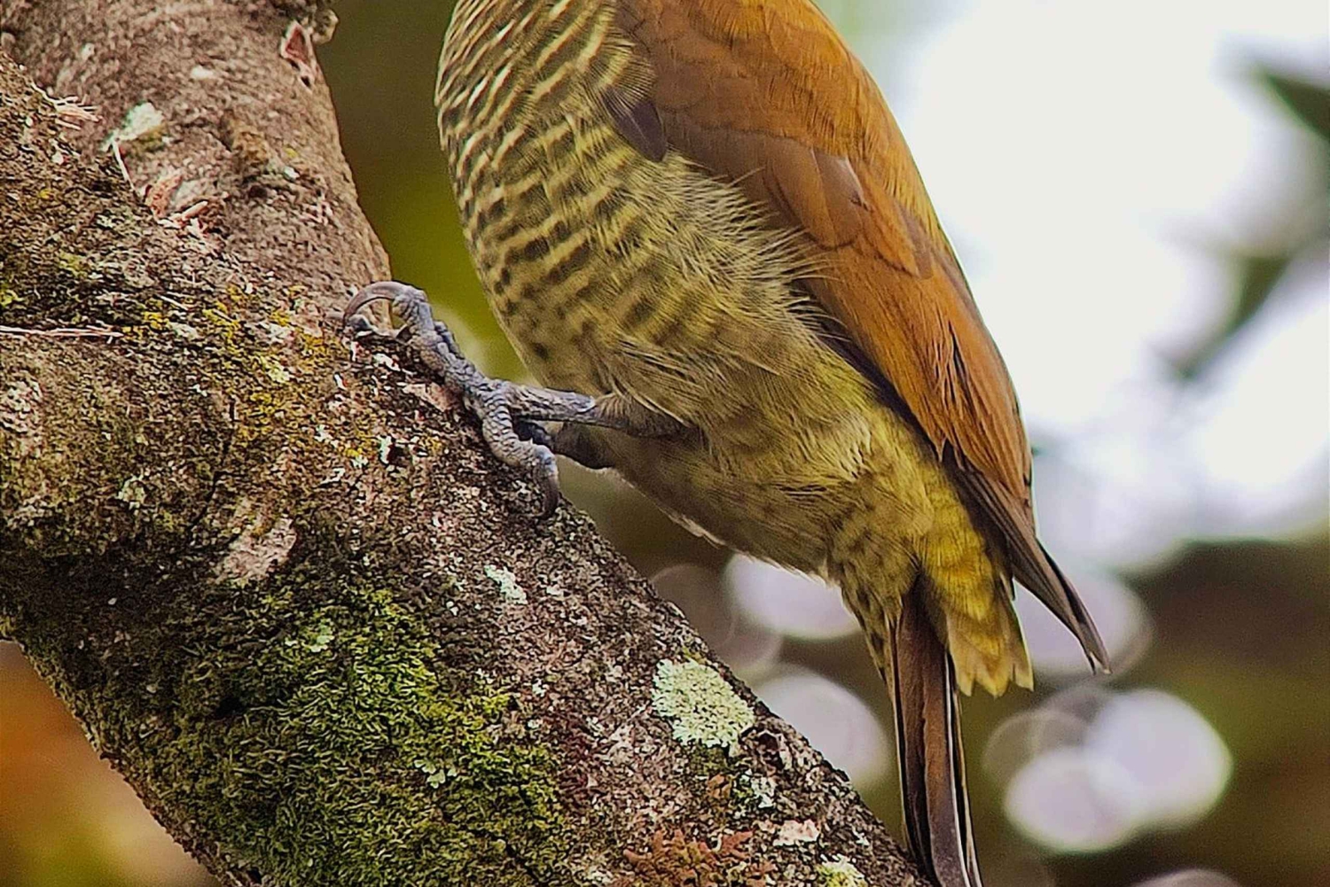 Monteverde: Cloud Forest Hanging Bridges Rondleiding