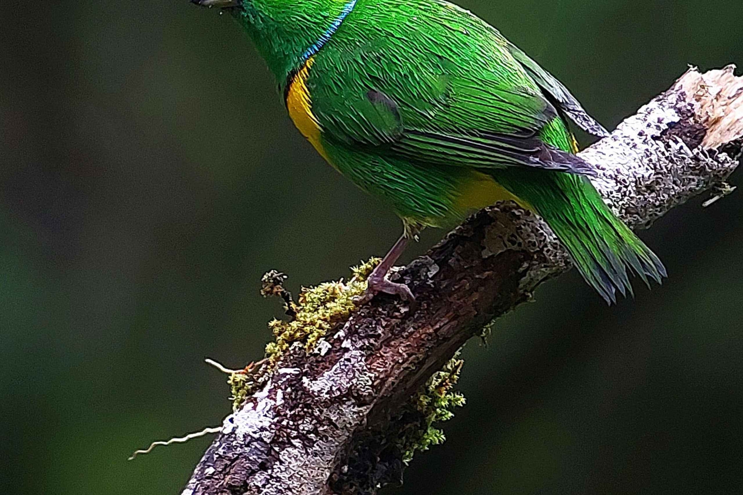 Monteverde: Cloud Forest Hanging Bridges Rondleiding