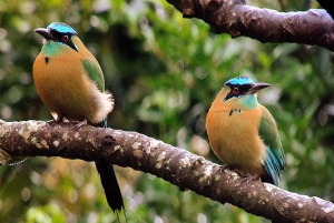 Monteverde: Cloud Forest Hanging Bridges Rondleiding