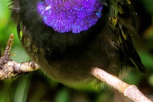 Monteverde: Cloud Forest Hanging Bridges Rondleiding