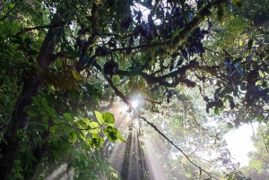 Monteverde: Cloud Forest Hanging Bridges Rondleiding